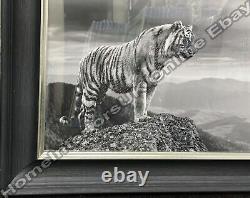 Black & white tiger on cliff with liquid art & black cove frame décor picture
