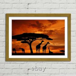 Giraffe Herd at Sunset Canvas Framed Print Picture Wall Art